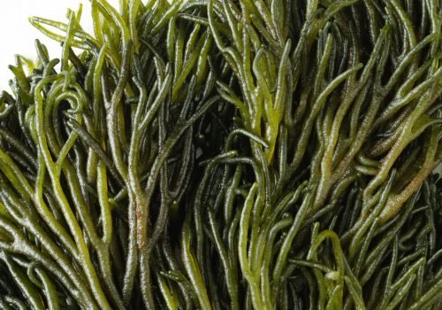 Organic Seaweed Supplier Indonesia