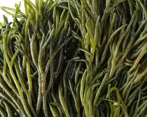 Organic Seaweed Supplier Indonesia